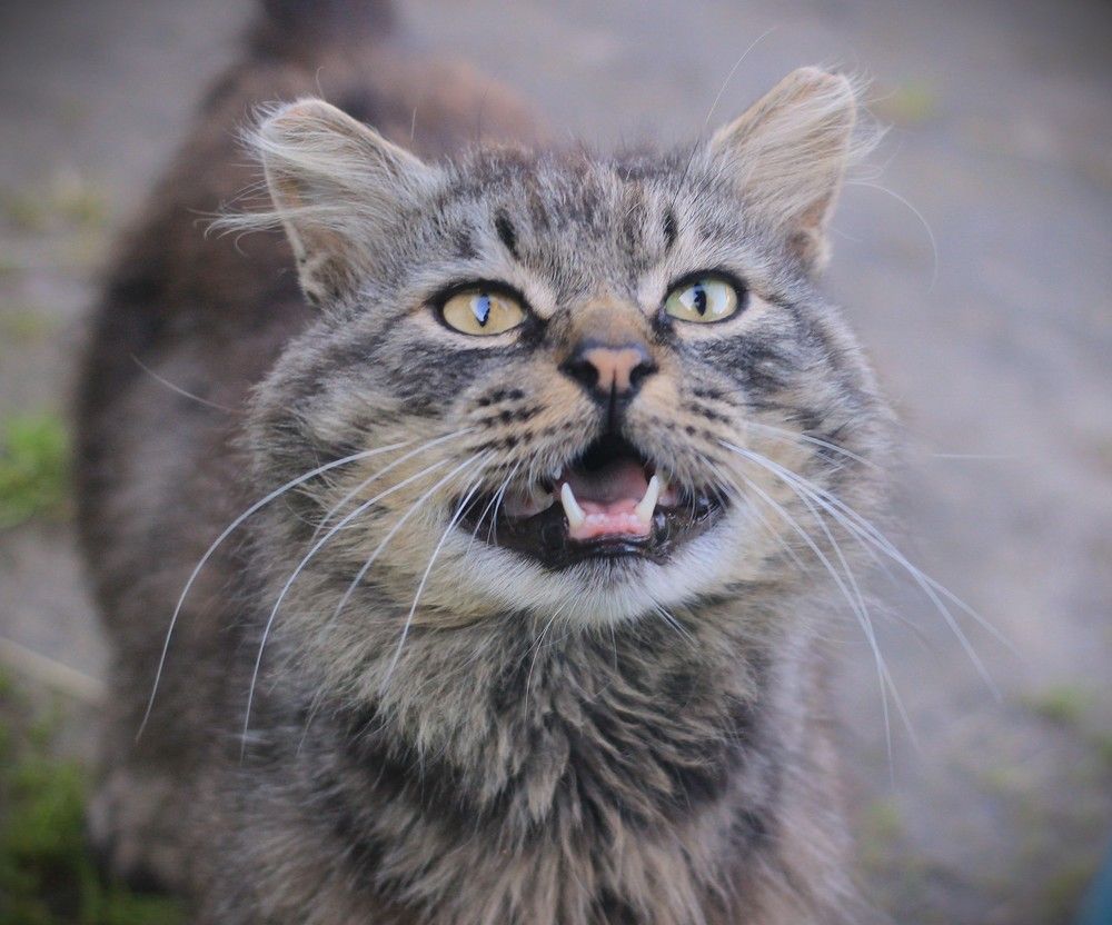 Фотография автора Светлана Терехова