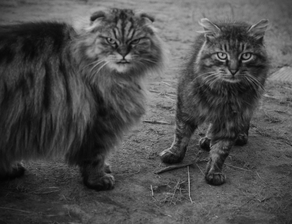 Фотография автора Светлана Терехова