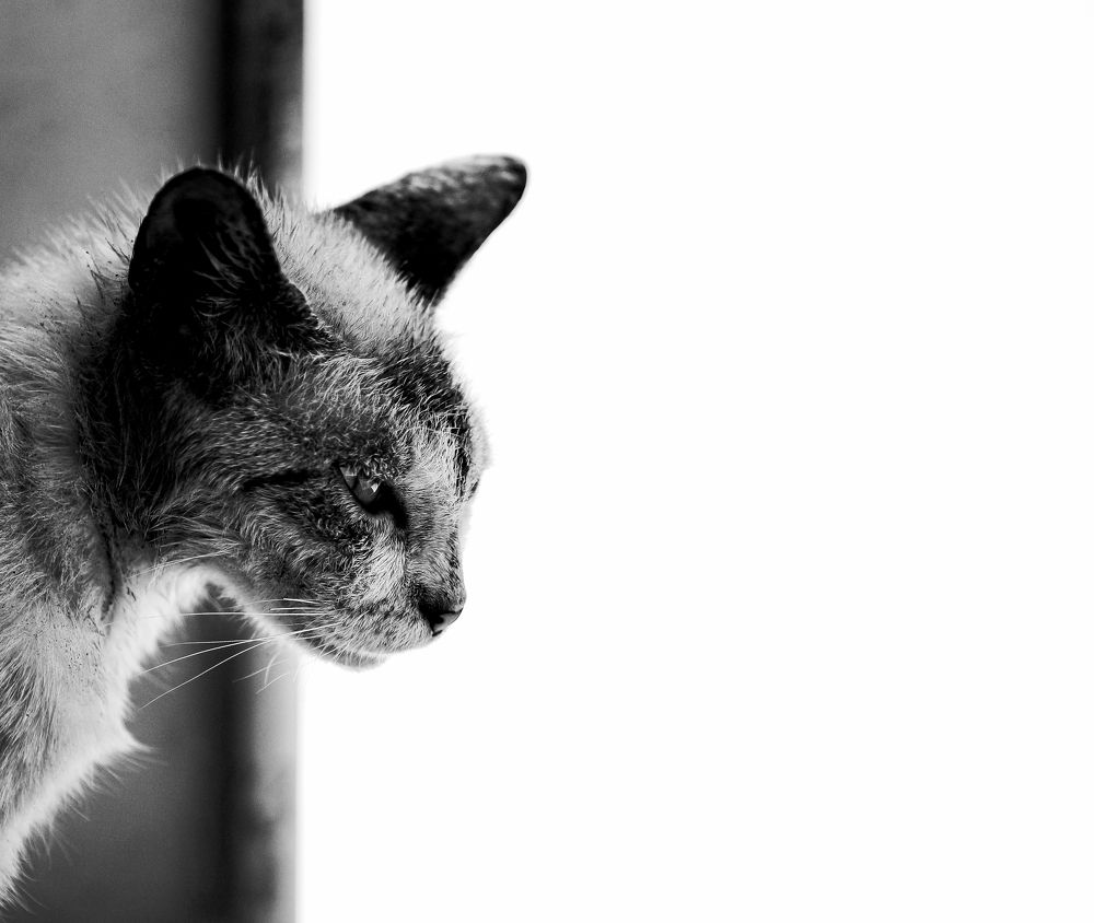 Фотография автора Risky Ramadhani