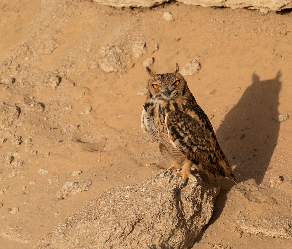 Only Your Shadow will be with you forever !