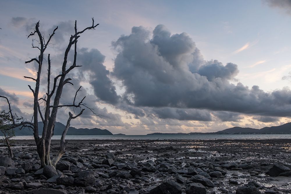 Dead tree on the beach