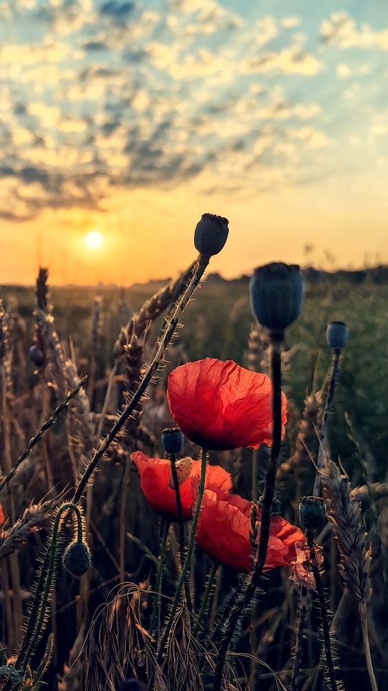 Photograph by Дмитрий Чебанов