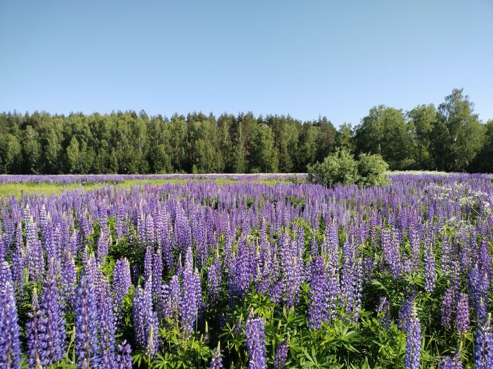 Photograph by Елена Коврижных