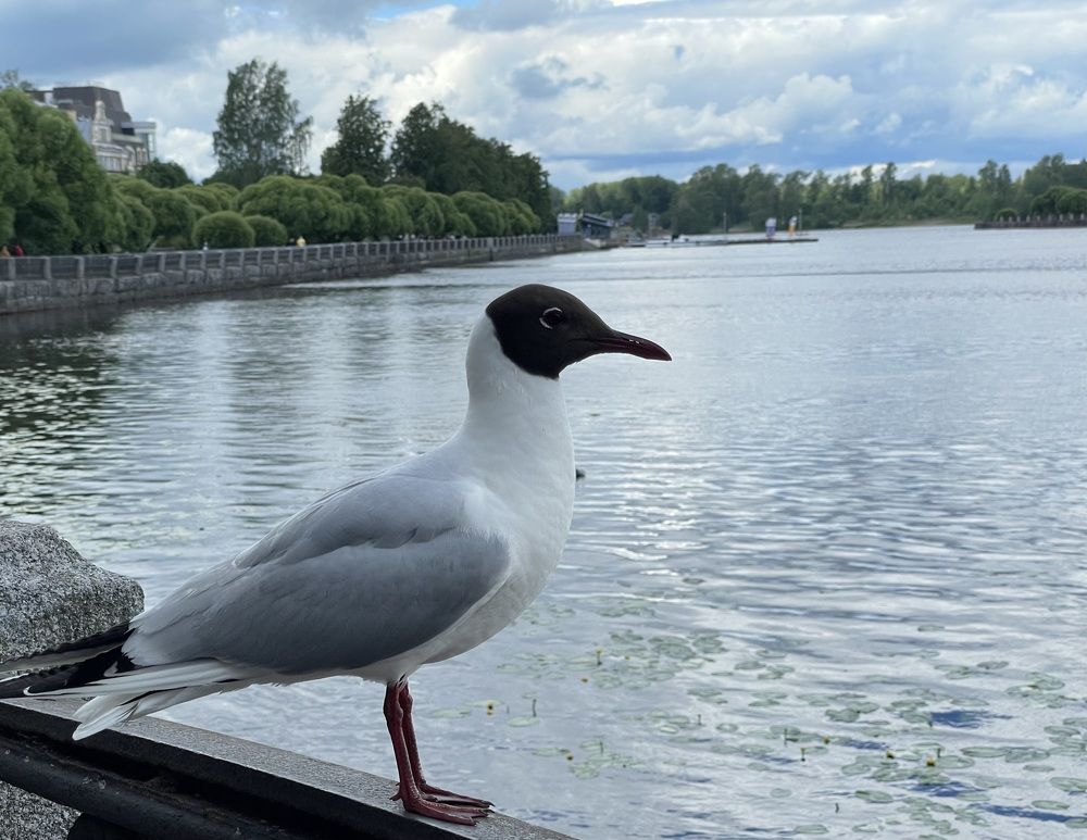 Photograph by Ирина Соловейченко