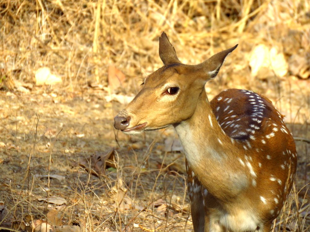 Female spotted der suddenly turns my way