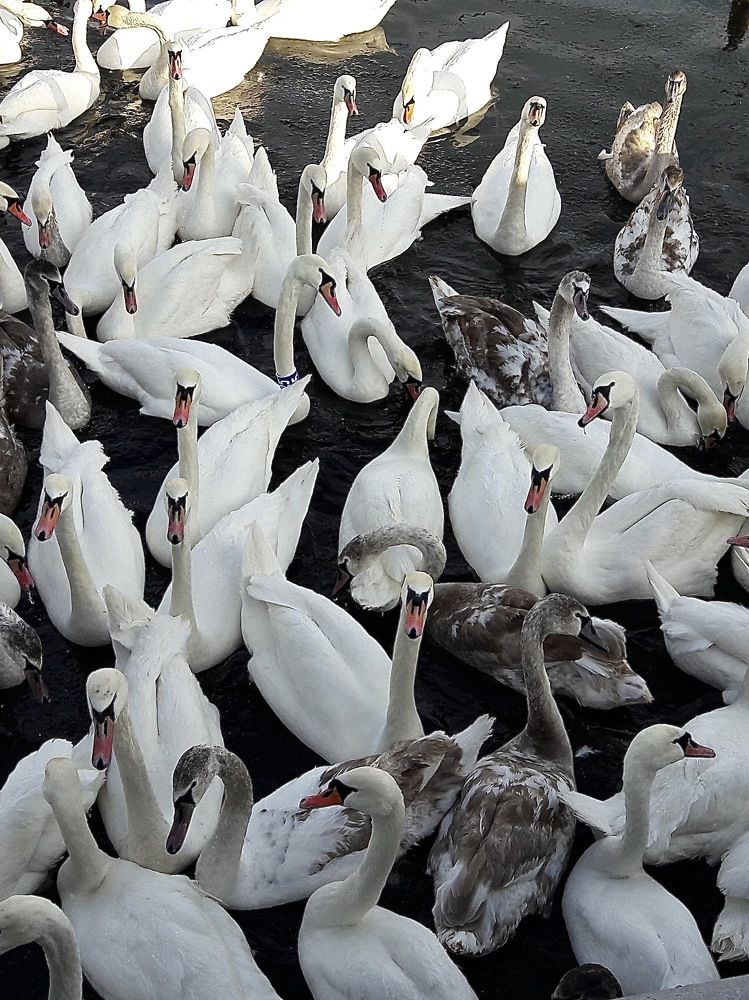 Photograph by Zhanna Kolesnikova