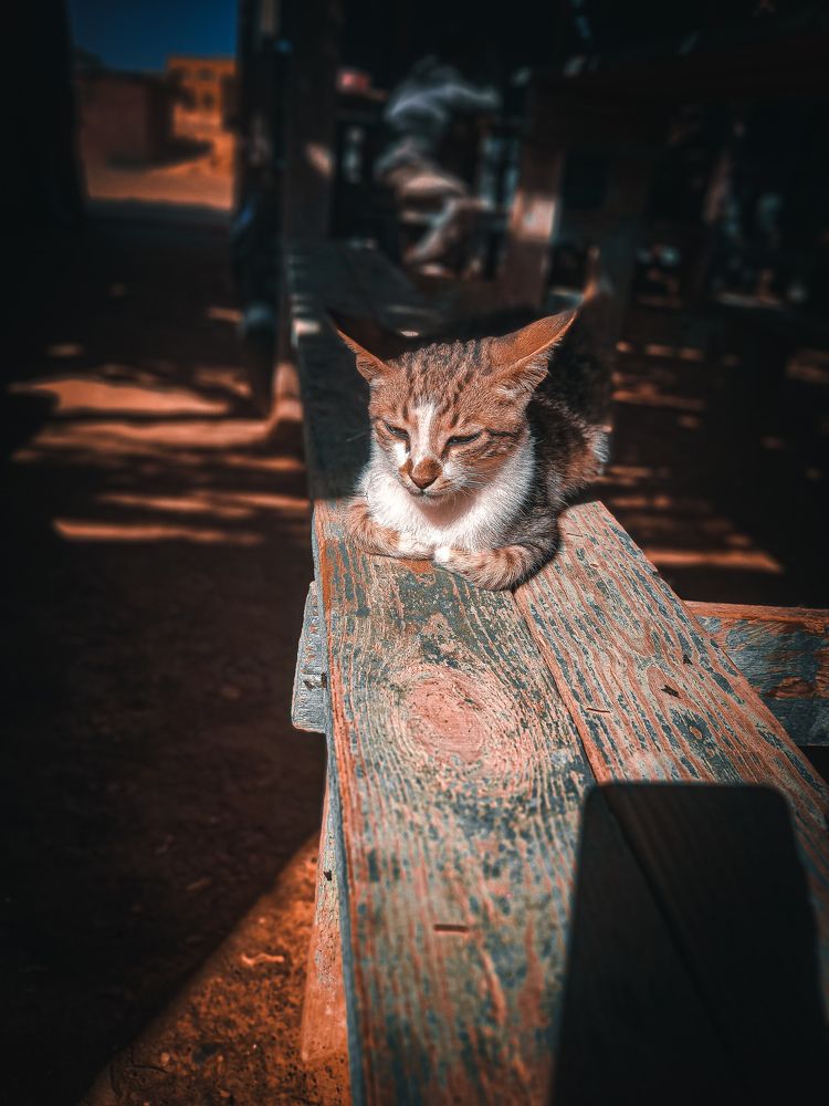 Photograph by Rami Adel