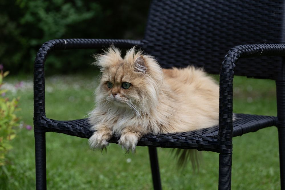 Крис на прогулке