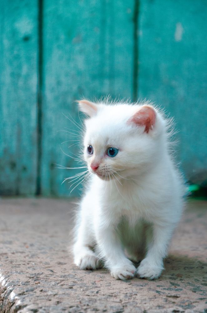 Фотография автора Анастасия Роговцова