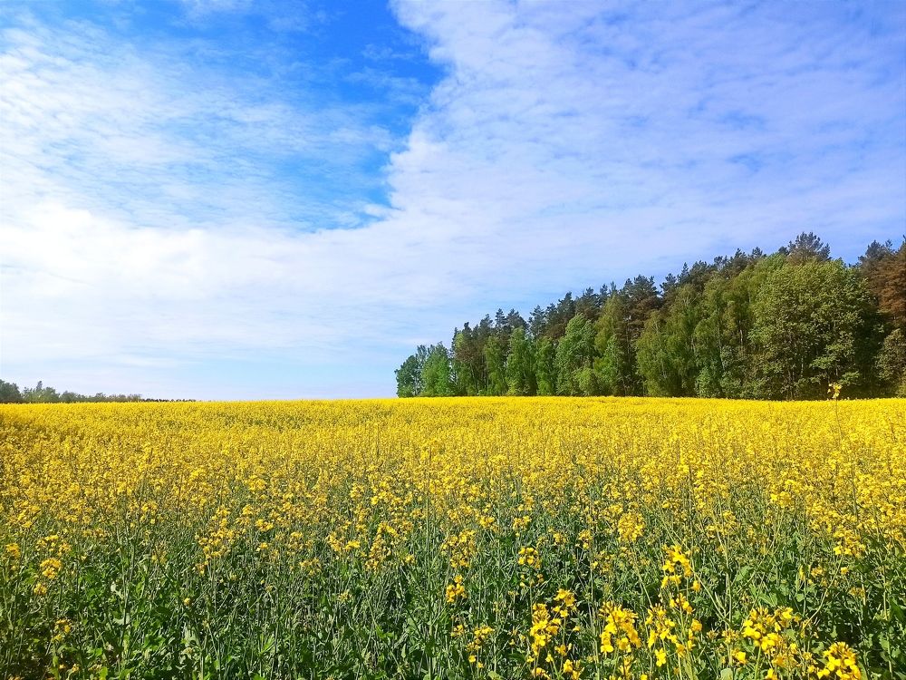 Фотография автора Алена