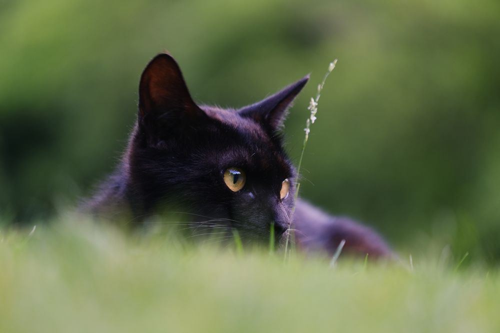 Фотография автора Александр Высоцкий