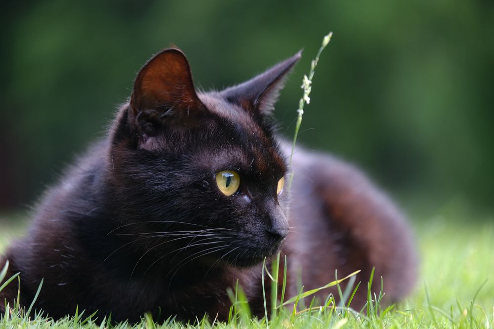 Фотография автора Александр Высоцкий