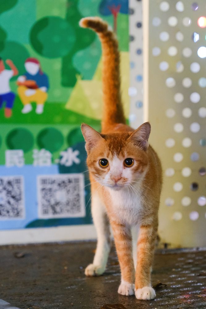 Фотография автора Александр Высоцкий