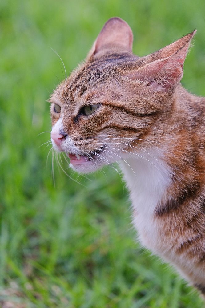 Фотография автора Александр Высоцкий