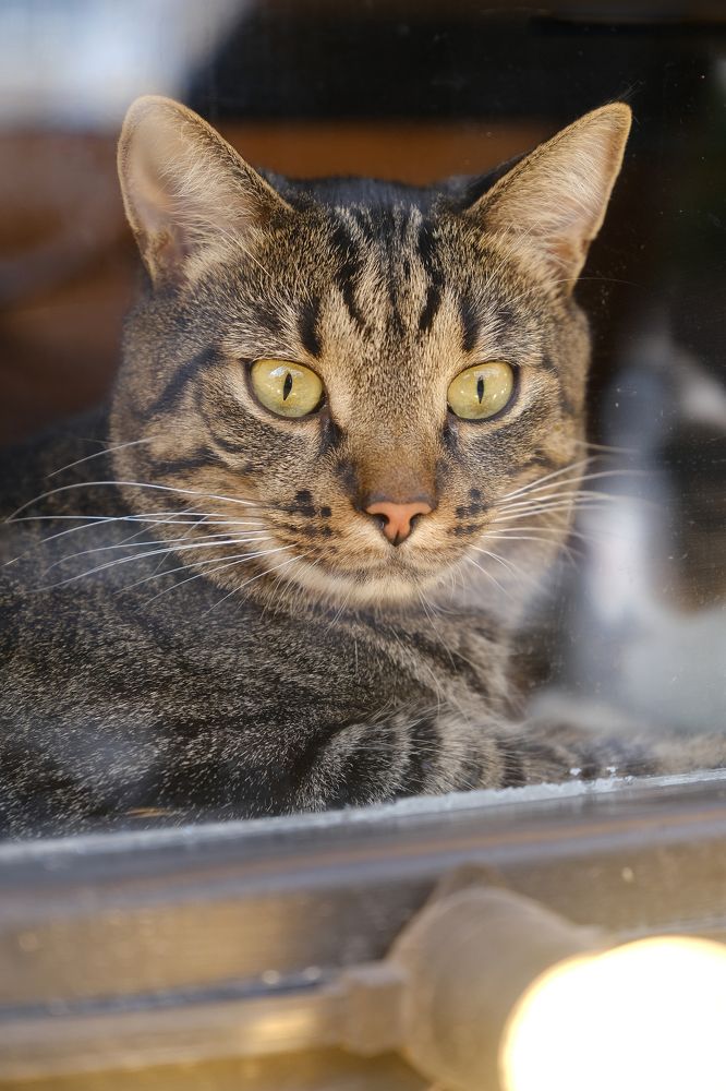 Фотография автора Александр Высоцкий