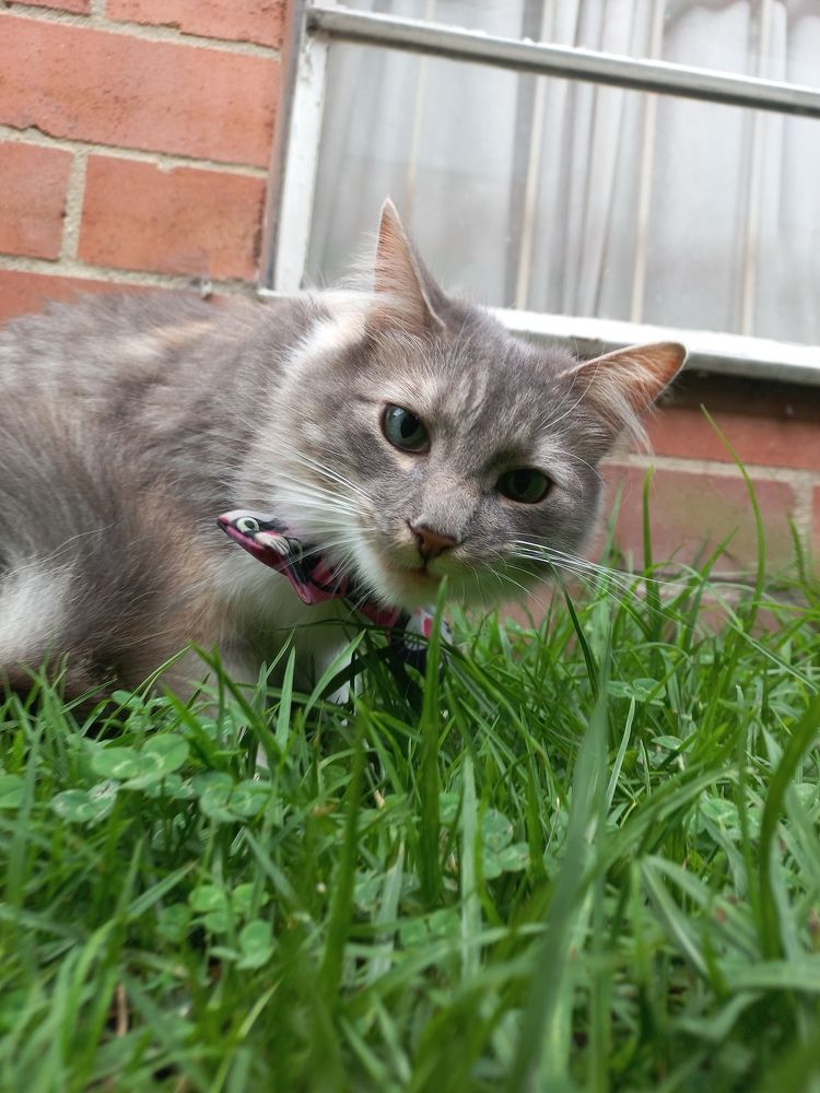 Photo #10758895