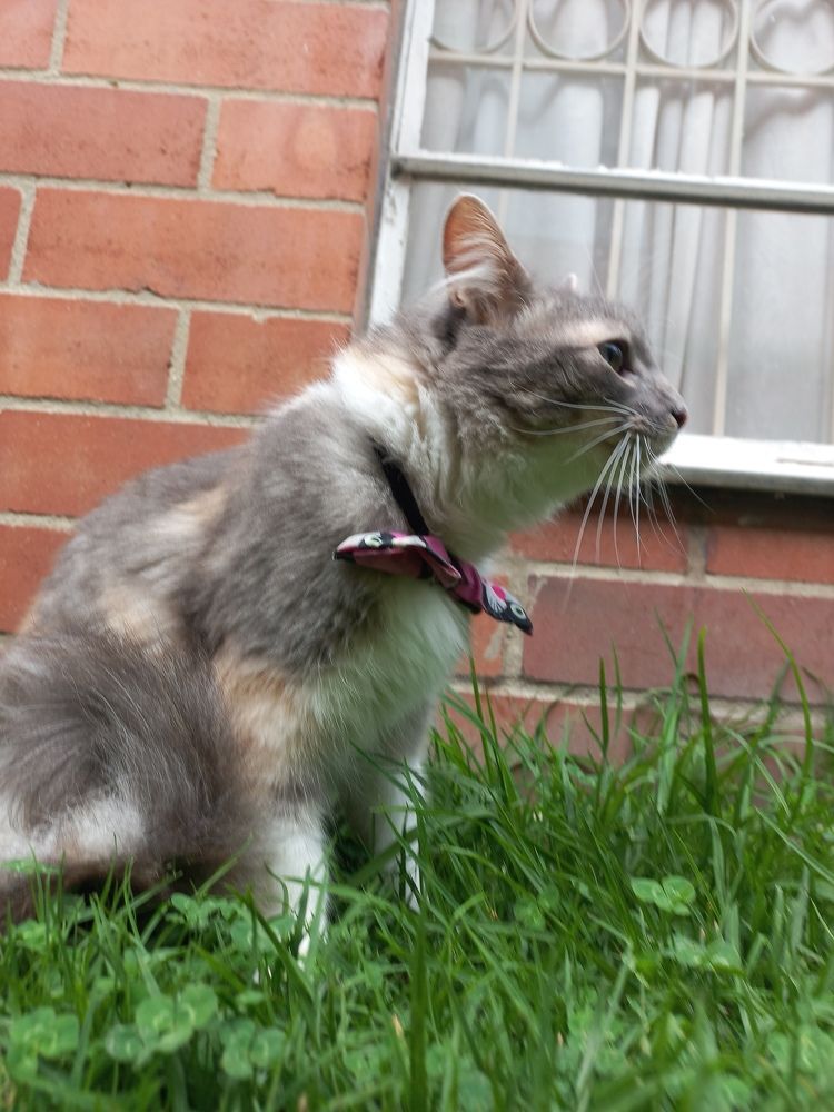 Photo #10758906