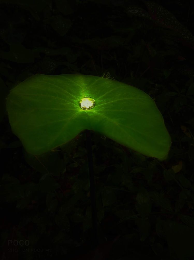 Photograph by H kusumesh kunhikannan