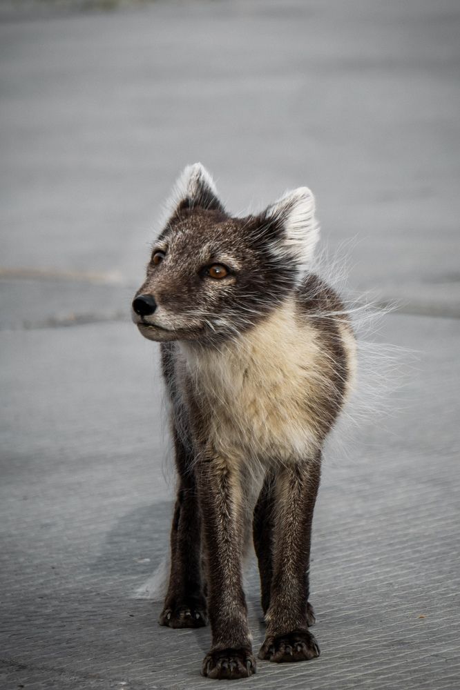 Фотография автора Konstantin Shendel