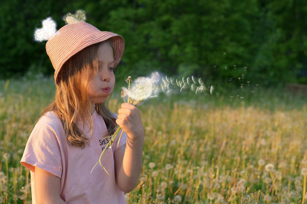 Божий одуванчик