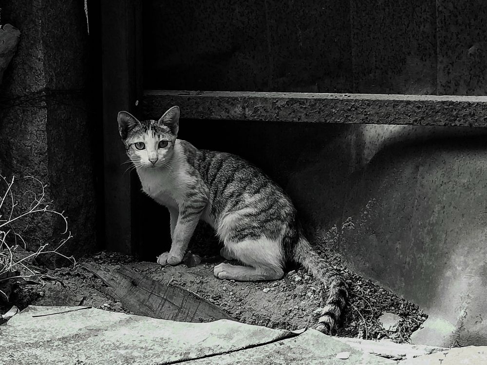 Photograph by Praveen