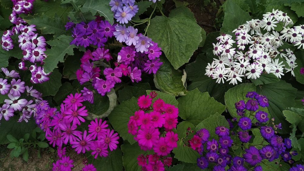 Walk of Cineraria