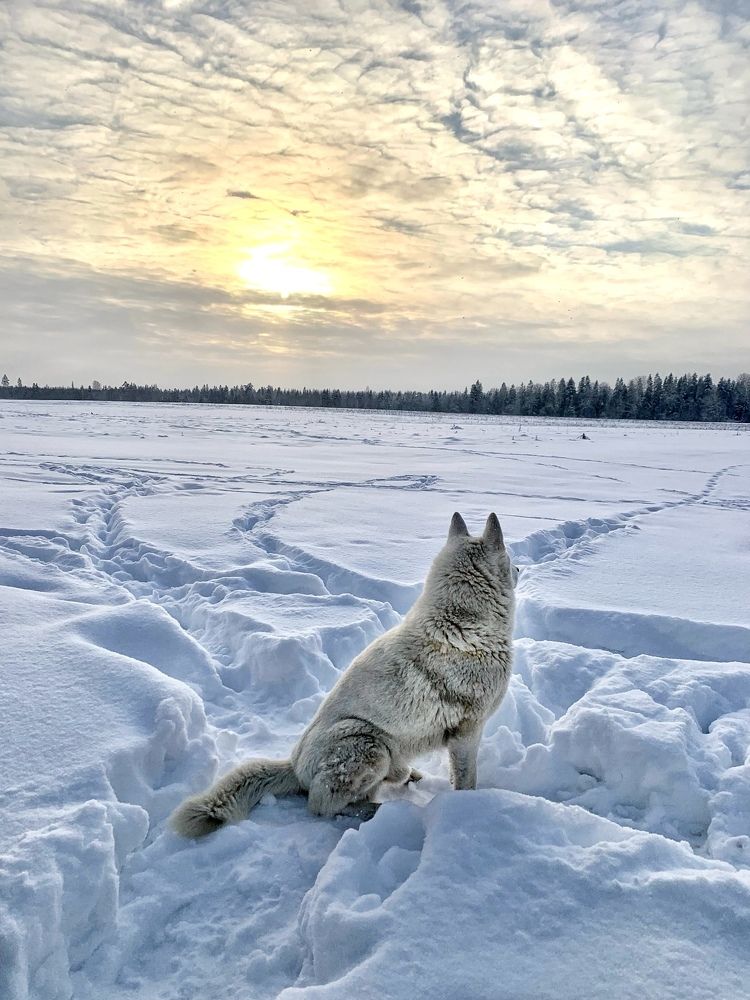 Снежное безмолвие.