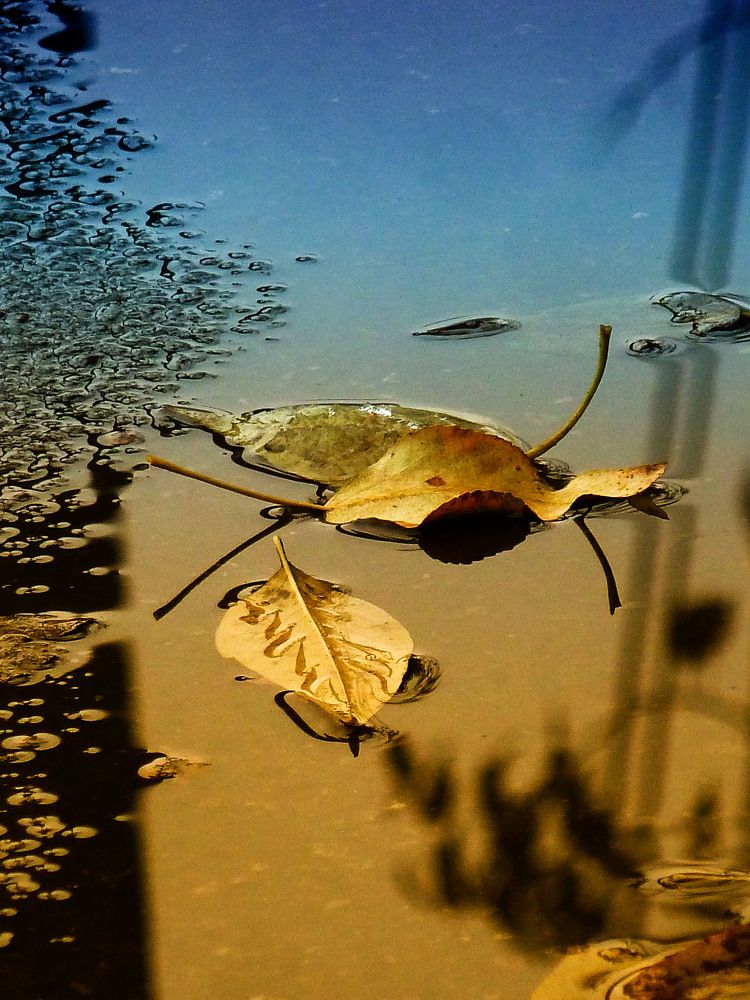 Золотая осень