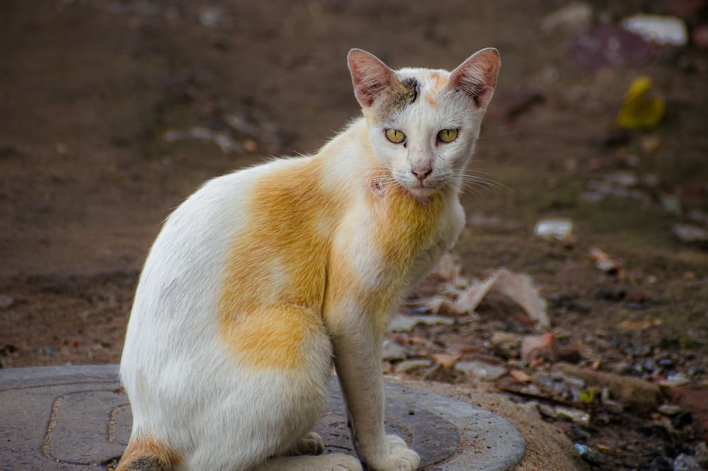 Photograph by Debjit Maity