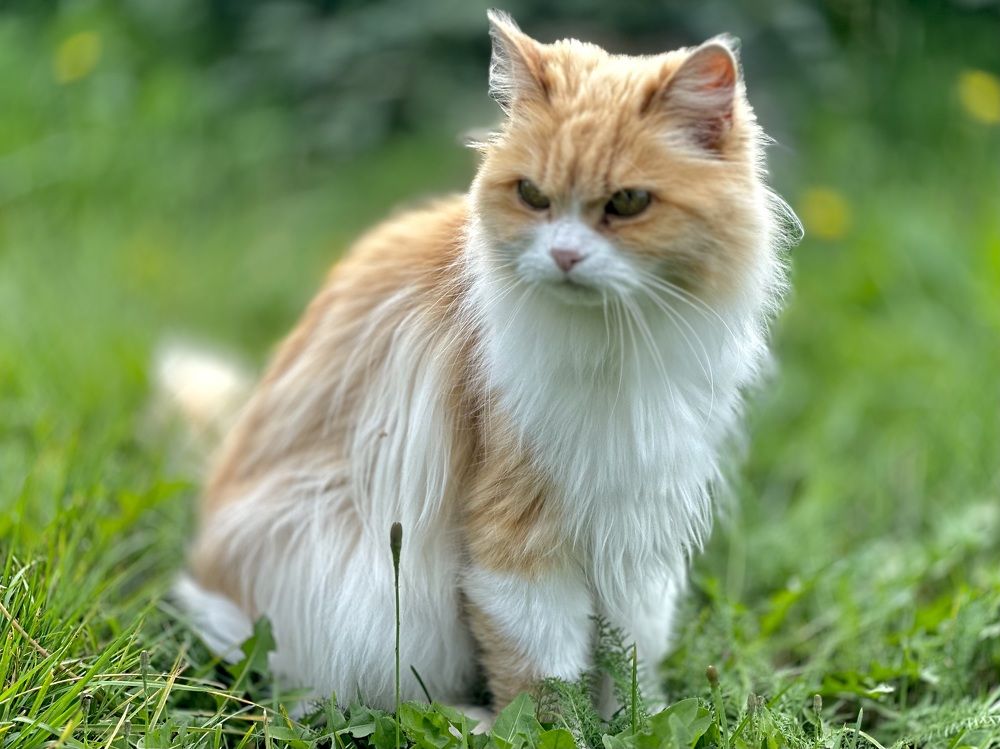 Дачный персонаж