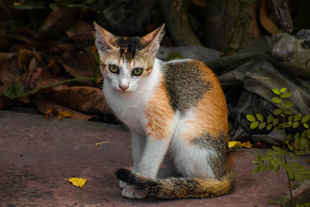 Photograph by Debjit Maity