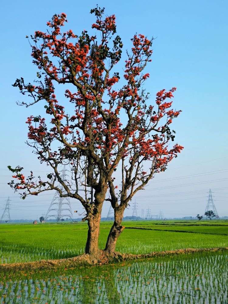 Фотография автора Ramprasad Das