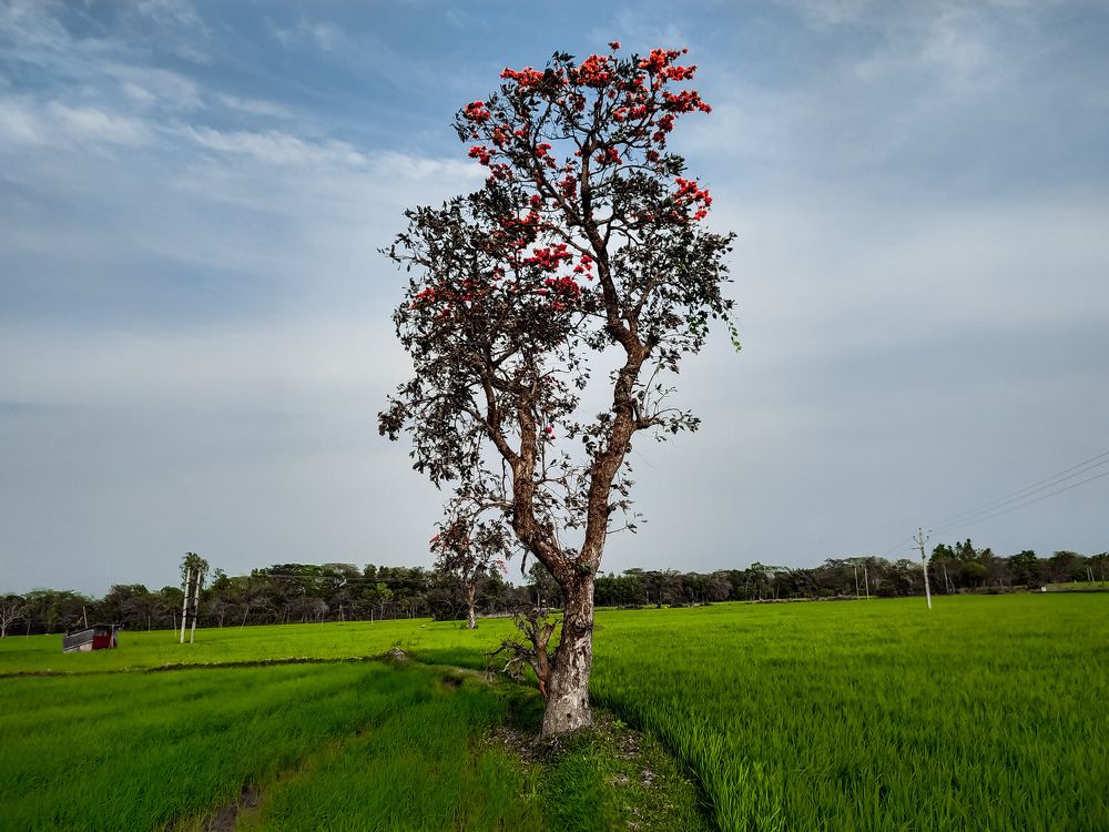 Фотография автора Ramprasad Das
