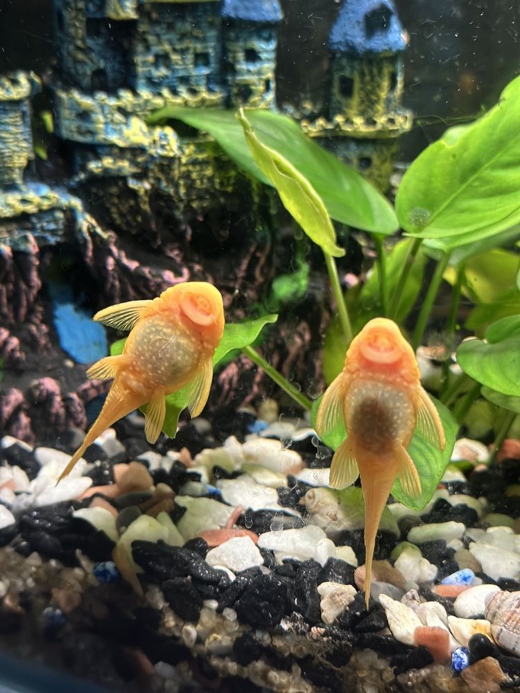 Photograph by Диана Думиника