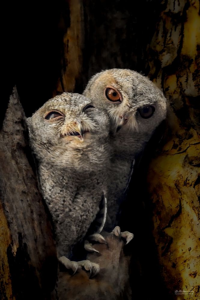 Photograph by Tanusri RoyChowdhury