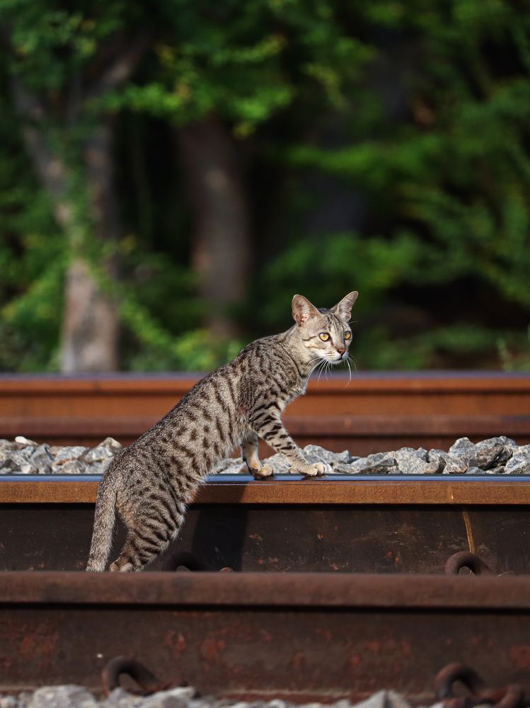 Cat Crossing
