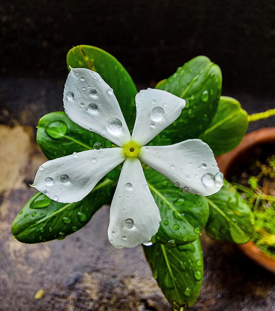 Photograph by Soumya Seal