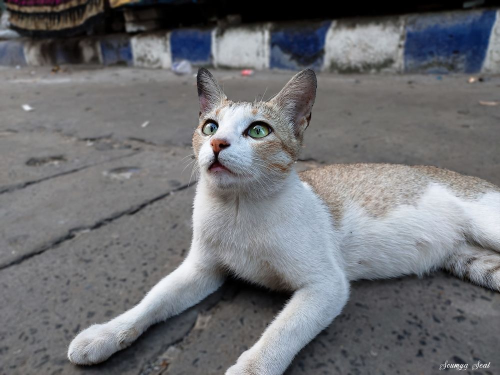 Photograph by Soumya Seal