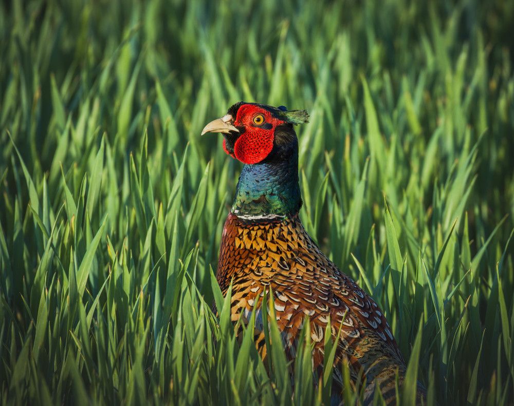 Фотография автора Sebastian Popa