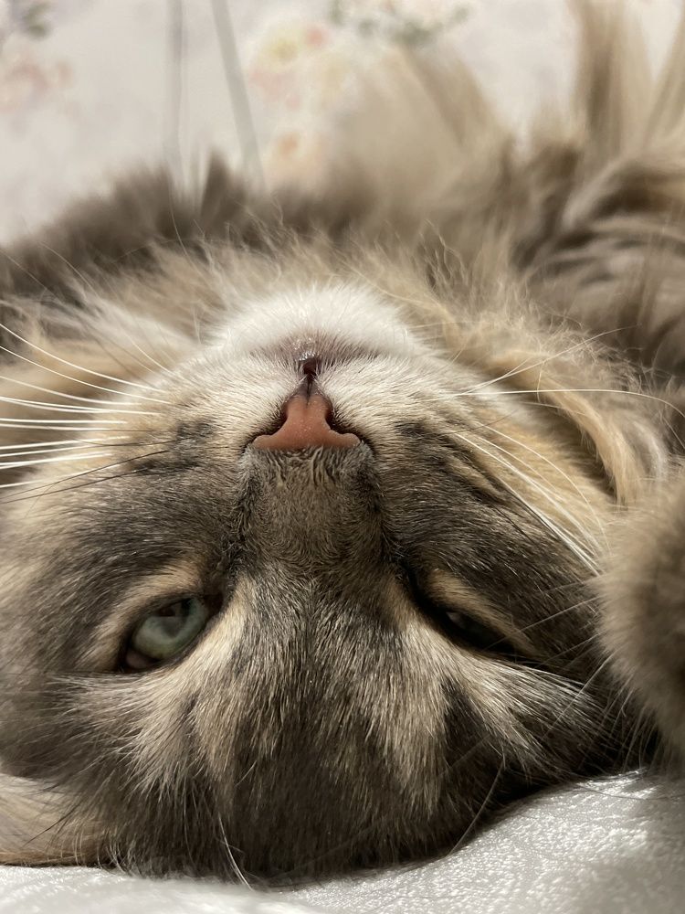 Photograph by Алина Щекотова