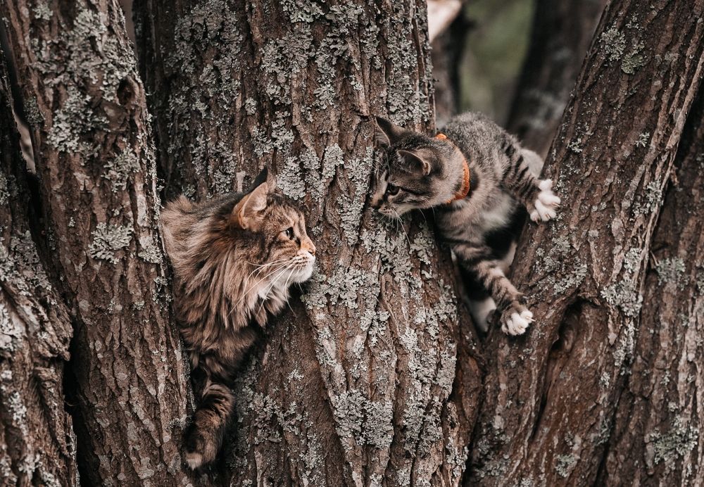 Пряня и Зефир