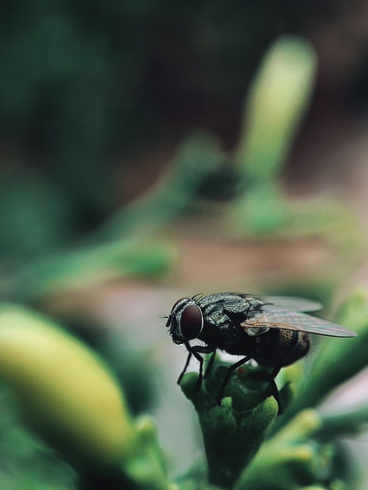 Photograph by Adapa Navya Teja