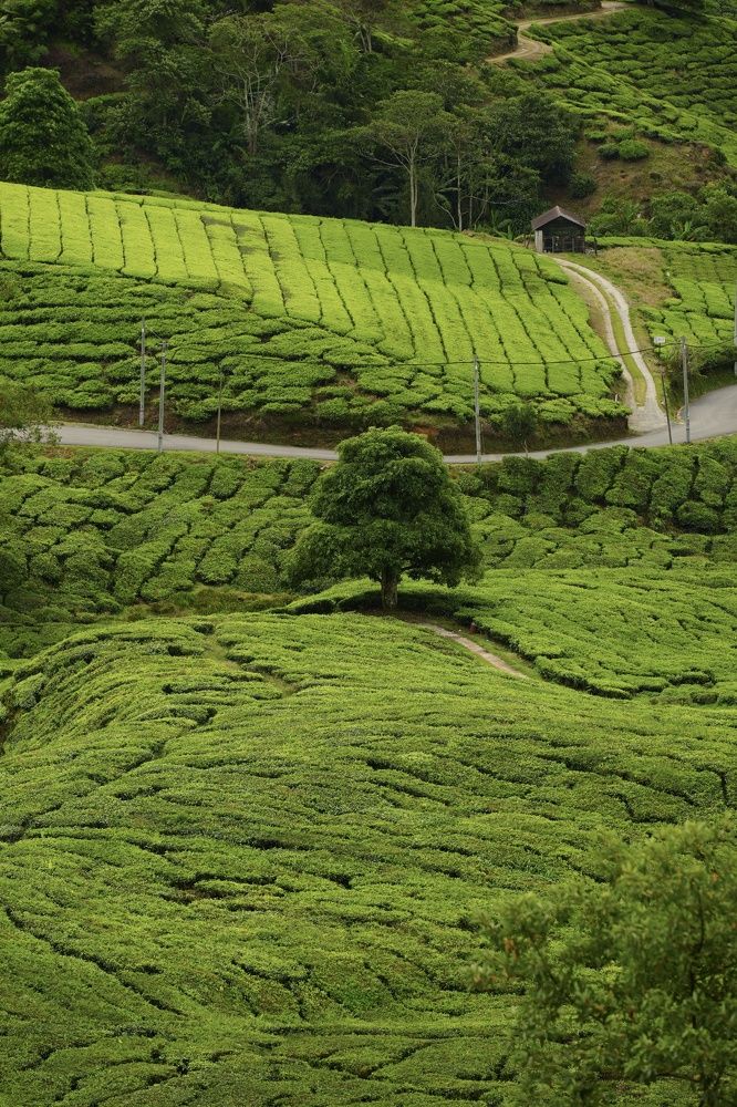 Фотография автора Светлана Зимина