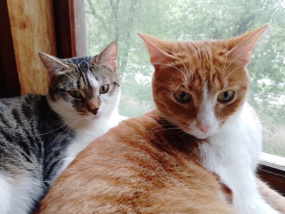 Photo #10760181