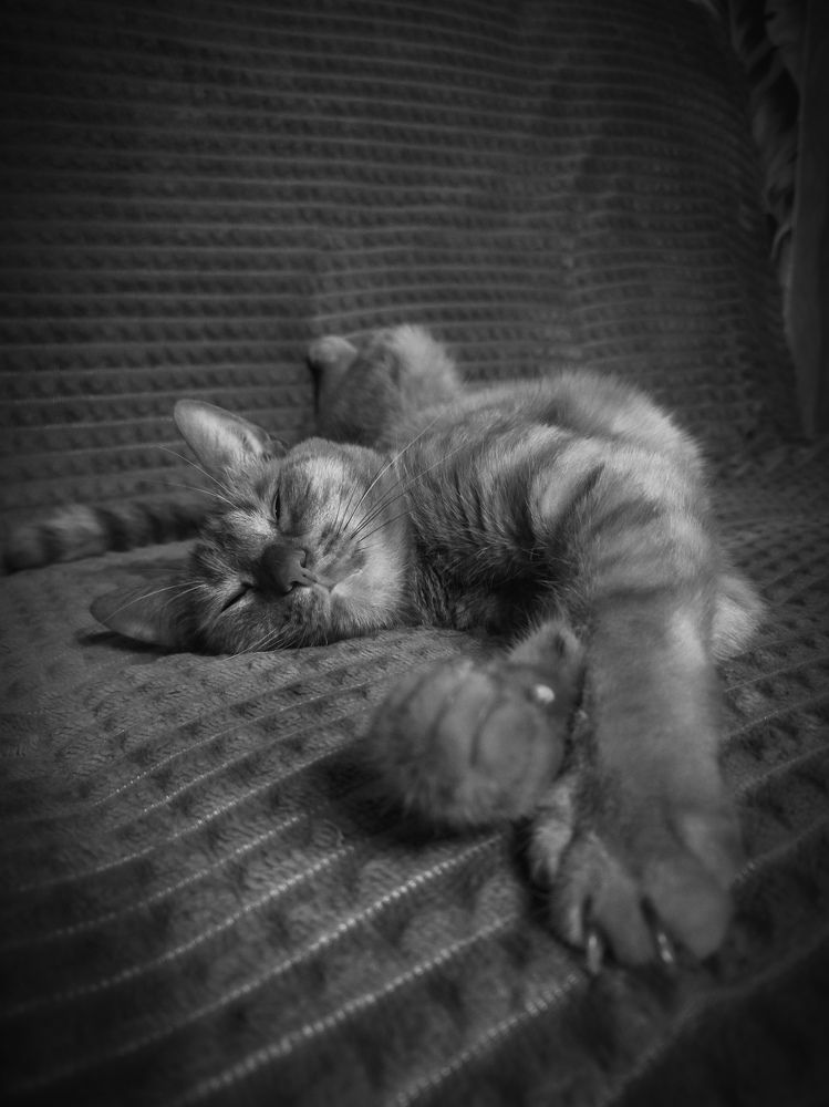 Photo #10760186