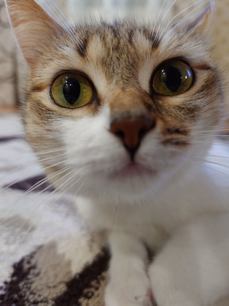 Photo #10760199