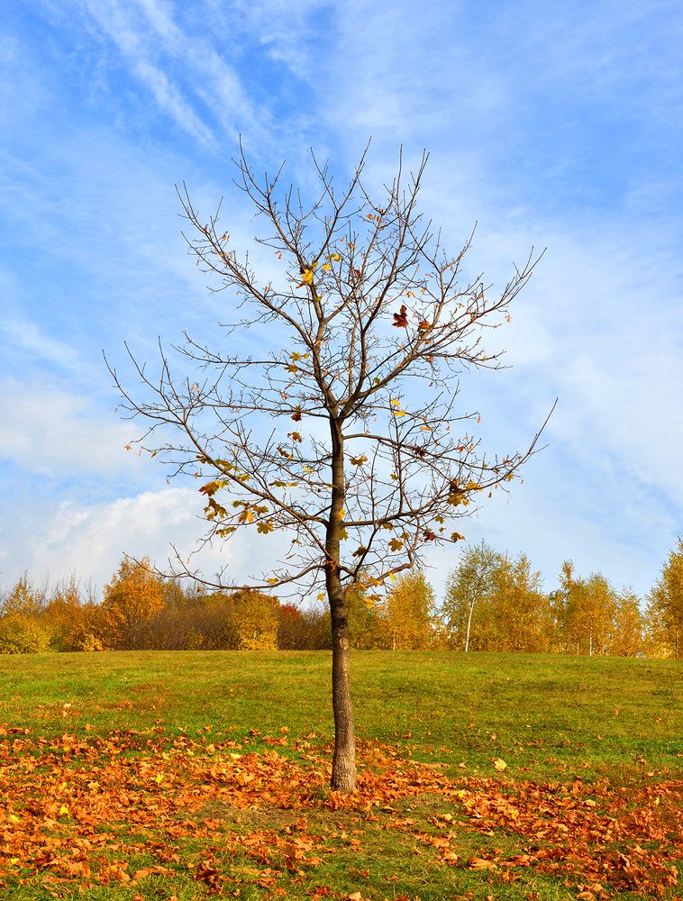 Клен ты мой опавший...
