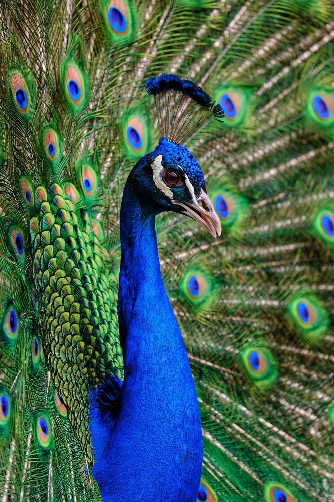 Photograph by Татьяна Глебова