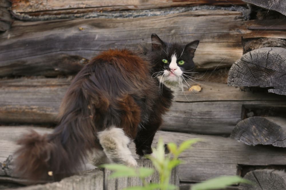 Photograph by Любовь Рощина