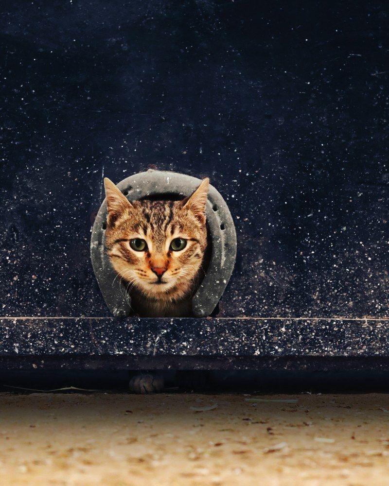 Photograph by MMD HORANFAR